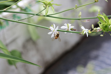 吊兰 开花