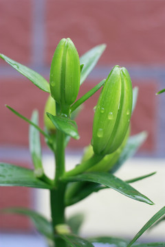 百合 花苞
