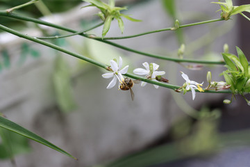 吊兰 开花