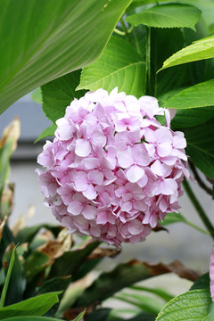 绣球花