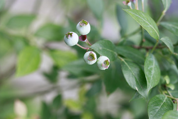 蓝莓 蓝色浆果