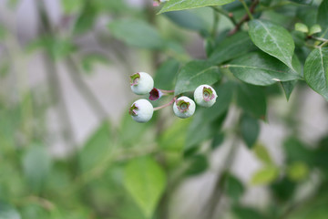 蓝莓 蓝色浆果