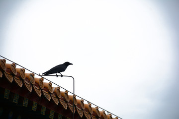 乌鸦