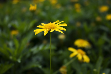 黄金菊花特写