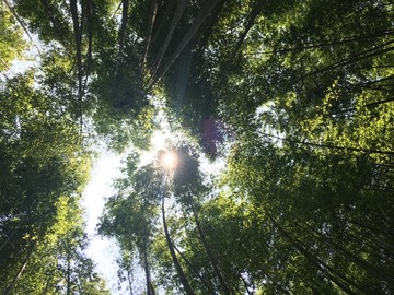 竹林