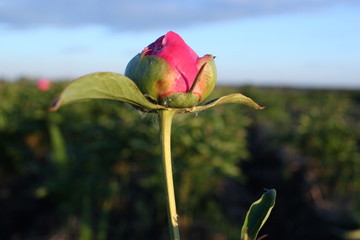 花海 芍药 红芍药花 蓓蕾 药