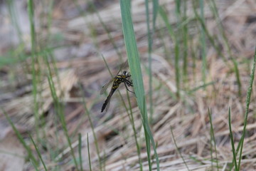 蜻蜓 益虫 夏天 蚊子 虫 翅