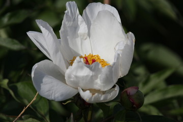 花海 芍药 红芍药花 蓓蕾 药