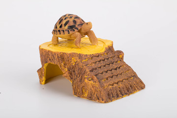 宠物乌龟模型