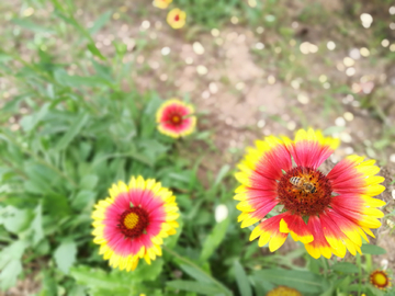 天人菊