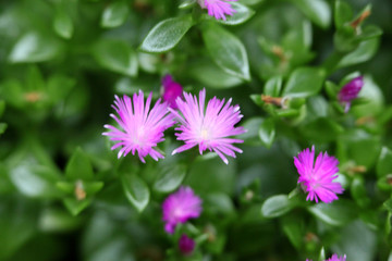 小花 花 花卉 粉花