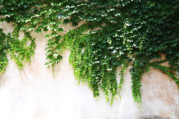 爬山虎