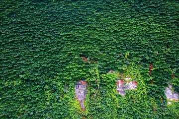 爬山虎背景