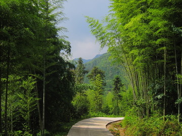 竹林山区