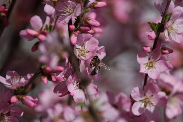桃花 小桃红 蜜蜂 采蜜 粉花