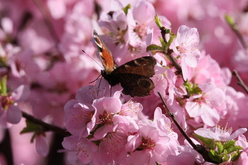 桃花 小桃红 蜜蜂 采蜜 粉花