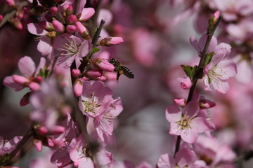 桃花 小桃红 蜜蜂 采蜜 粉花