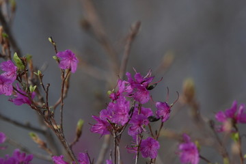 达子香 兴安杜鹃 迎山红 野花