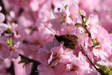 桃花 小桃红 蜜蜂 采蜜 粉花