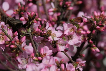 桃花 小桃红 蜜蜂 采蜜 粉花