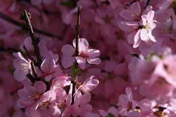 桃花 小桃红 蜜蜂 采蜜 粉花