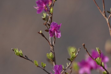 达子香 兴安杜鹃 迎山红 野花