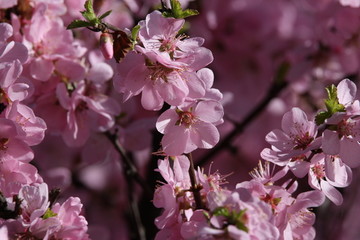 桃花 小桃红 蜜蜂 采蜜 粉花