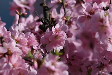 桃花 小桃红 蜜蜂 采蜜 粉花