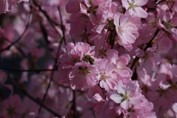 桃花 小桃红 蜜蜂 采蜜 粉花