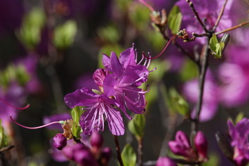 达子香 兴安杜鹃 迎山红 野花