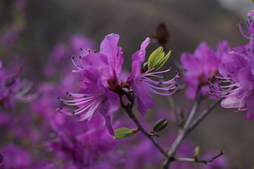 达子香 兴安杜鹃 迎山红 野花