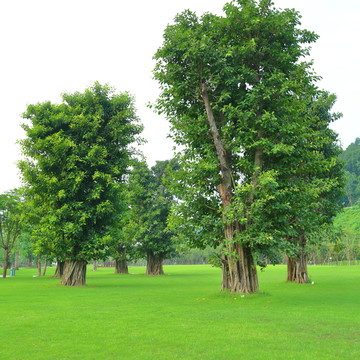 草坪 树木