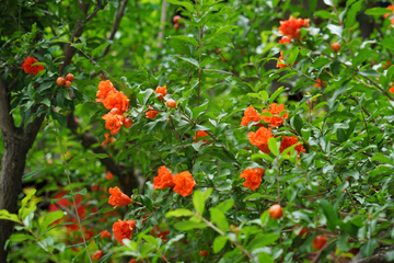 石榴花 石榴树