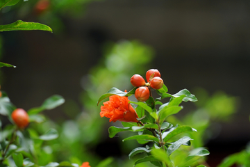 石榴花 石榴树