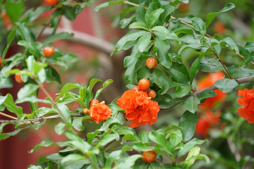 石榴花 石榴树