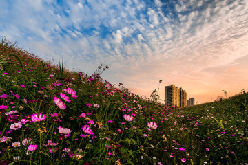 园林花海