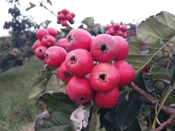 新鲜山楂