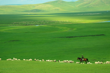 夏季草原骑马放牧羊群