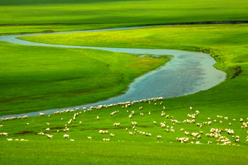 草原羊群河流