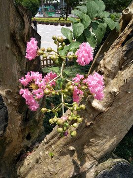 花 树 枝 树叶 叶子 绿色