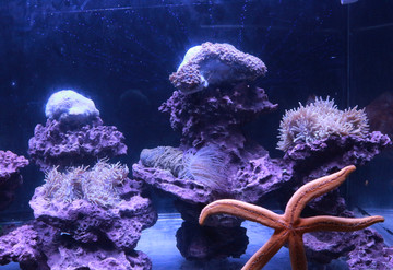 海洋生物
