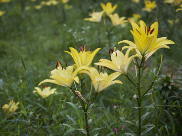 黄色百合花