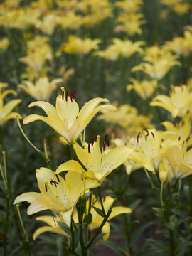 黄色百合花