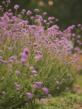 马鞭草花