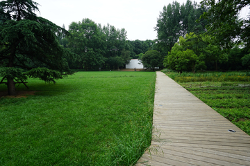 绿草坪 公园步道