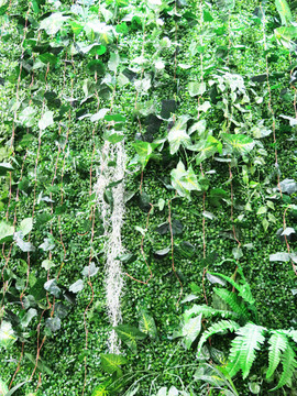 绿墙绿植墙  景观植物墙