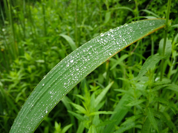雨露 长绿叶