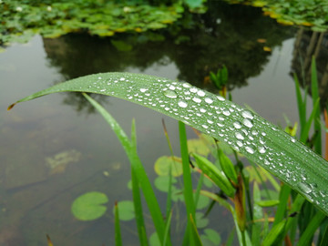 雨露绿叶