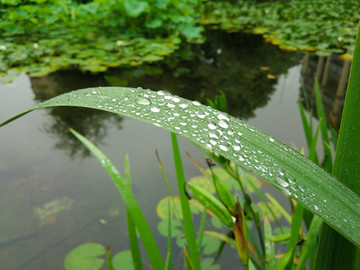 雨露绿叶
