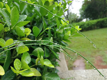 雨露绿枝叶